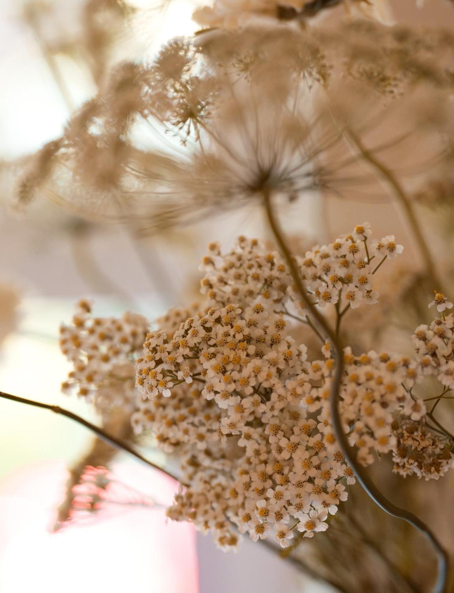 Leighton House - Boutique Guesthouse Bath Zewnętrze zdjęcie Dried chamomile flowers